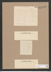 Synedra pulchella (Ralfs). Kuetz. (de-Toni-Nr.: Genus 66, Species 2582) Zeichnungen Sammlung Grunow Nr. 5153 (NHMW-BOT-W0373473)